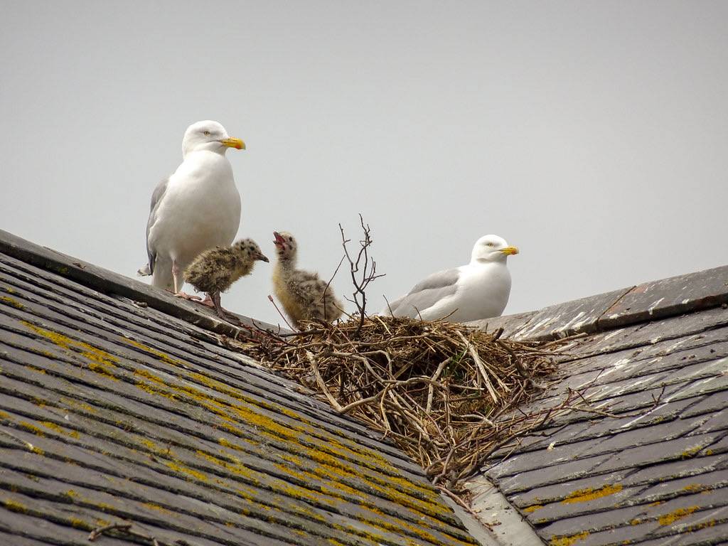 Herring-gull nest, 2018 Jun 08 -- photo 1 by Dunnock_D is licensed under CC BY-NC 2.0